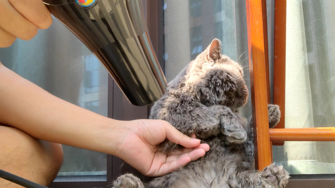这是一部长达五分半的虐猫视频。